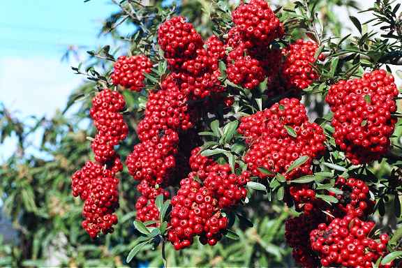 �s���J���T�X (44KBytes) 576�~384